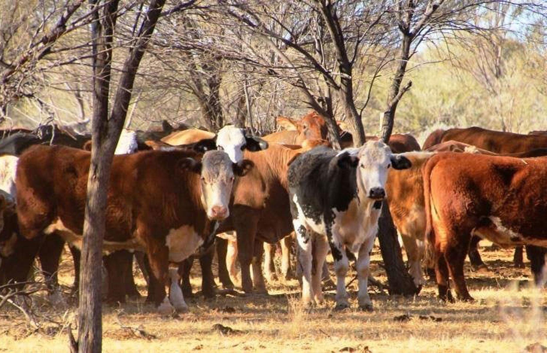 34th. Craig Astill: 408,000 hectares